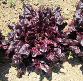 Ozollapu salāti 'Merlox Red Oak'